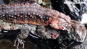 公鱷蜥示愛時會咬住母鱷蜥的脖子。台北市立動物園提供