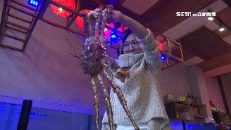 帝王蟹逾百種價差大　這裡出產最高級