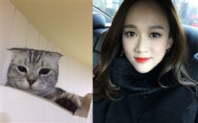 陳喬恩愛貓開刀趕不回爆淚（合成圖／翻攝自微博）