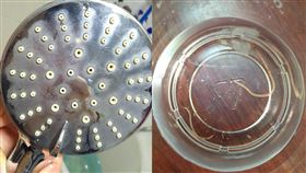 16:9
蟲蟲入侵！陸女開水想洗澡　蓮蓬頭竟鑽出紅色小蟲瘋狂蠕動
圖／翻攝自深圳晚報