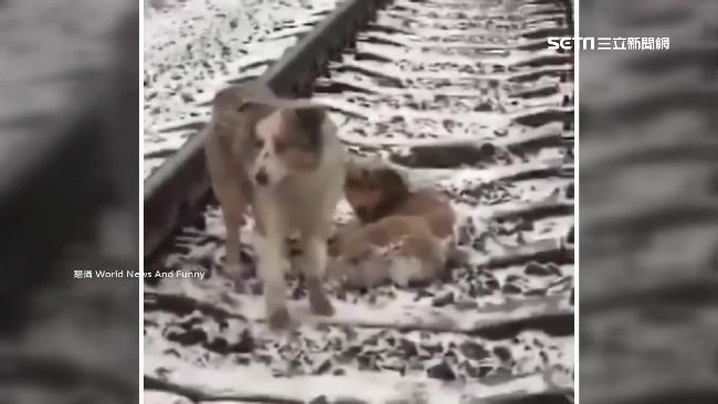 護受傷同伴！牧羊犬臥軌險遭火車輾過