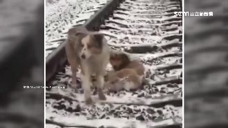 護受傷同伴！牧羊犬臥軌險遭火車輾過