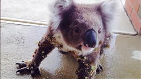 無尾熊除刺,圖/YouTube