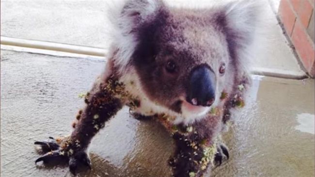 無尾熊黏刺不舒服　無助現身男家門口