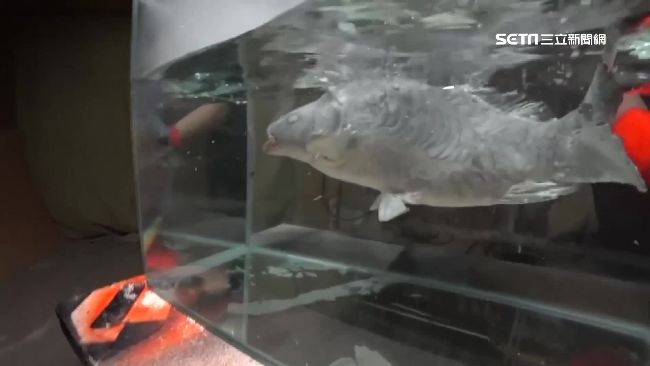 男用液態氮急凍活魚　實驗影片引論戰