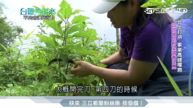 阿美族廚神　發揮「野菜」獨特文化！