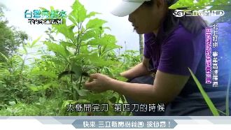 阿美族廚神　發揮「野菜」獨特文化！