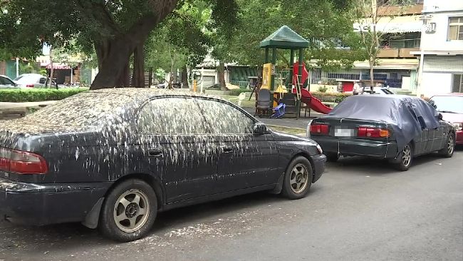 車停公園變這樣　車主想到洗車就頭痛