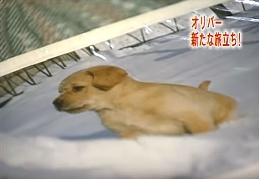 (圖/翻攝自YouTube)