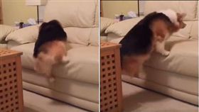 柯基努力想跳上沙發。（圖／翻攝自Hero Animals臉書）