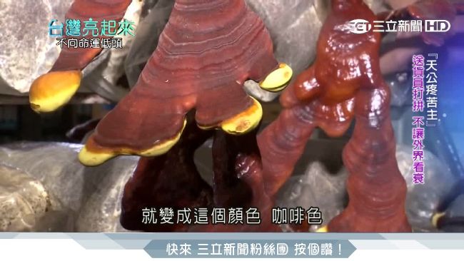 養生靈芝茶出國比賽　打敗韓國拿金牌