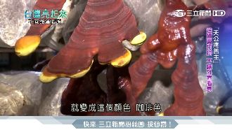 養生靈芝茶出國比賽　打敗韓國拿金牌