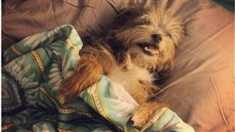 氣溫驟降！毛小孩也要注意心血管疾病