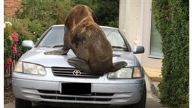 澳洲海豹闖入住宅區（圖／翻攝自ABC）