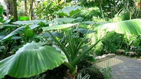 姑婆芋／維基百科