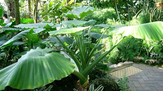 誤食姑婆芋中毒　專家用葉片、顏色分