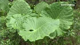 野生易誤食18001