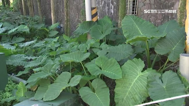 「姑婆芋」撞臉芋頭　誤食恐中毒..