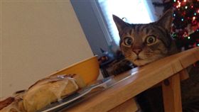 喵,喵星人,小偷,貓,食物,SophiaLindner,肉桂捲,NO,BuzzFeed,寵物　圖／翻攝自SophiaLindner推特　https://goo.gl/SvcLqT