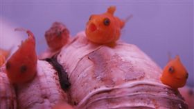 氣球魚,游泳,波妞,太平洋塔氏刺獅子魚,吸盤,天敵,水族館,フウセンウオ(推特 https://twitter.com/BOSA_NKYYYY/status/812241252309602304)