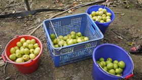 棗子
https://www.flickr.com/photos/yumin/12727769473/in/photolist-7PfWzk-9dG9wj-bhR7kt-koHckH-koH9rg-koHbXD-koJMxu-koGqvp-koHc2r-5wrt2P-koJMC9-koGpLi-koH8ft-koH8Xk-koGqnP-koJMqA-koHbGt-koH8SF-7hUbsK-koJ