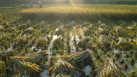 貢寮農民這樣做　水蛇、食蟹獴、野豬回來了