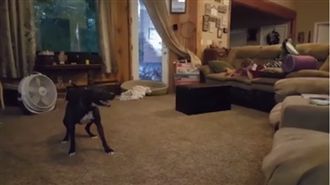 黑狗開心過頭　轉圈圈轉成「龍捲風」