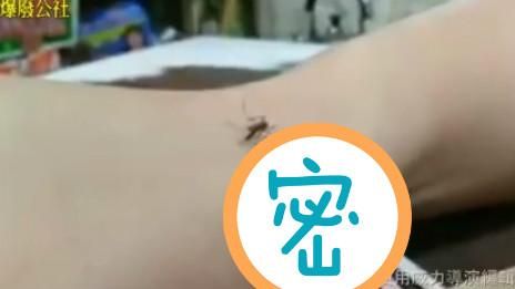 滅蚊最高境界！網友這招被眾人推爆