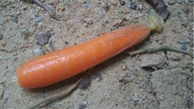 紅蘿蔔,保險套,公園,避孕套,按摩棒,爆料公社,姊夫　圖／翻攝自爆料公社