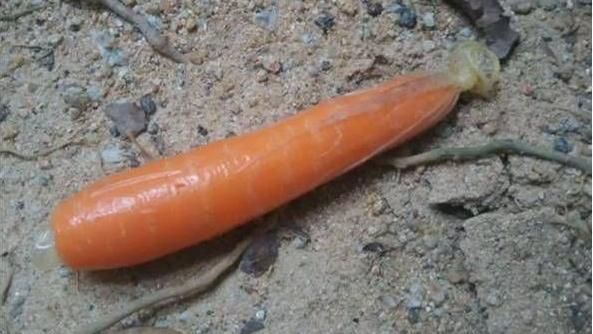 公園竟出現這東西　網：不要玩食物！
