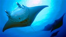 鬼蝠魟,reef manta,保育類,,捕獲,宰殺,高雄,前鎮漁港(https://www.facebook.com/yu.a.fu.5/posts/1580562808626685?match=6ay8IOidoCDprZ8%3D)