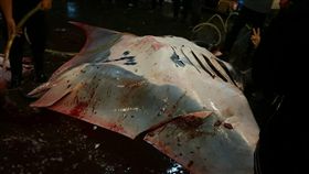 鬼蝠魟,reef manta,保育類,,捕獲,宰殺,高雄,前鎮漁港(https://www.facebook.com/groups/667899516591545/permalink/1228803070501184/)