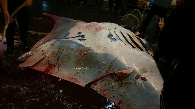 世界瀕危鬼蝠魟　台灣竟宰殺2隻