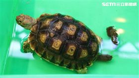 泡溫水幫助陸龜排便順暢。台北市立動物園提供