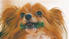 狗,潔牙骨,口腔,毛小孩,寵物,健綠,VOHC,刷牙