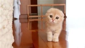 16:9
日本喵星人每天都要貓奴陪玩一二三木頭人
圖／翻攝自20160121kinako IG
https://www.instagram.com/p/BKGBYGZAmvR/