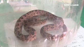 「龜殼花」竄出　夫妻猛念阿彌陀佛