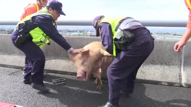 肉豬國道跳車　員警上演捉豬驚魂記