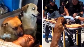 主人送醫！忠犬心急關切　模樣如親人