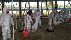 斗南土雞罹禽流感　撲殺消毒（1）
受不了日夜溫差大的變化，雲林斗南一處土雞場檢出高
病原性禽流感，雲林縣政府4日行撲殺及消毒作業。
（翻攝畫面）
中央社記者葉子綱傳真　106年1月4日