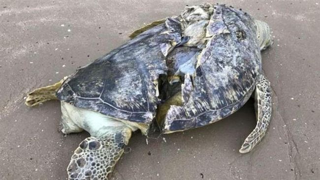 海龜剖半慘死海灘　專家：疑是保育類