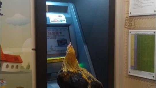 雞也要領錢？提款機前驚見「提款雞」