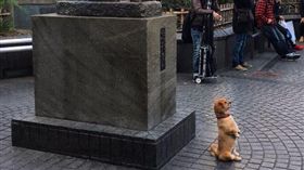 狗狗坐在八公像前面。（圖／翻攝自pitathecrackers推特）