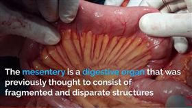 新發現？科學家證實人體存在「隱藏」新器官(圖／翻攝時代網站time.com/)