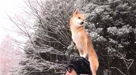 柴犬