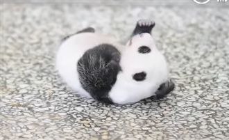 超療癒！小貓熊翻身　萌翻百萬網友