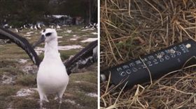 環境議題,黑背信天翁,海鳥,中途島,塑膠垃圾,海洋汙染,食物,打火機,生存危機
（圖／翻攝自CNN International臉書）