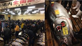 黑鮪魚,築地,鮪魚,拍賣,築地市場,喜代村,日本,東京,天價　圖／翻攝自推特