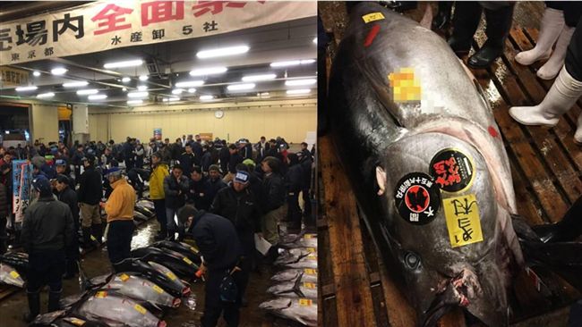 黑鮪魚好貴！一尾竟要台幣2000萬