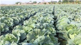 高麗菜,農民,嘉義,我是嘉義人,採收　圖／翻攝自臉書